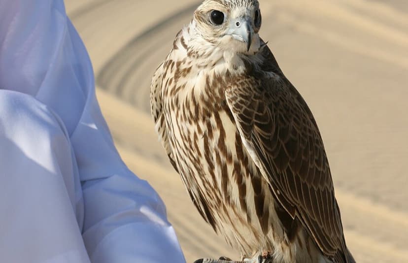 Al Zubarah Archaeological Site